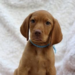 America - Golden rust female Vizsla puppy in Bloomington, Indiana from Envizion