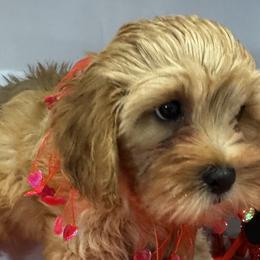 Cavapoos and Cavapoochons from Kayes Cavapoos