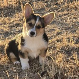 Rosie - Black and tan female Pembroke Welsh Corgi puppy in Anton, Texas from X Bar's Lil Legs of Texas