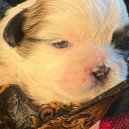 Boy1 Honey - Gold and white male Shih Tzu puppy in Madras, Oregon from Maridee’s ShihTzu