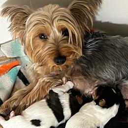Daisy - Yorkshire Terrier