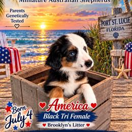 America - Black tri female Miniature Australian Shepherd puppy in Port Saint Lucie, Florida from Charlene Brannon's Mini Australian Shepherds