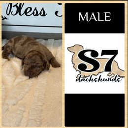 Dachshund Puppies from S7 Dachsunds