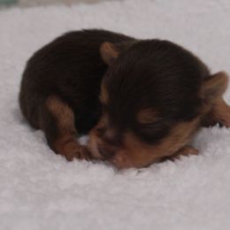 Tank - Chocolate and tan male Yorkshire Terrier puppy in Leonard, Texas from Rising Star Kennels