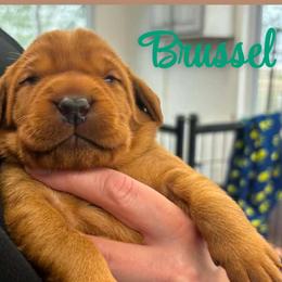 Brussel - Yellow male Labrador Retriever puppy in Sidney, Nebraska from Nebraska Strong Labradors