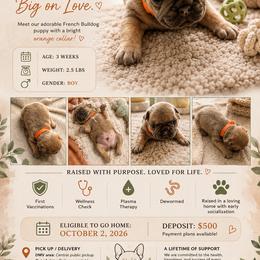 Boy 3 - Blue fawn male French Bulldog puppy in Waldorf, Maryland from Holistic Frenchies