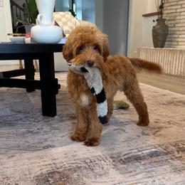 Glitter - Australian Labradoodle