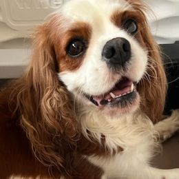 Cavalier King Charles Spaniels from Pleasant Run Kennels