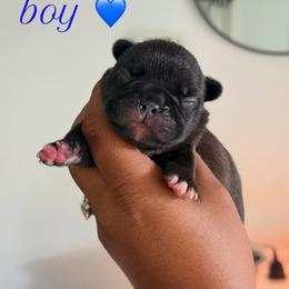 Mack - Brindle and white male French Bulldog puppy in Omaha, Nebraska from Schoville Bulldogs