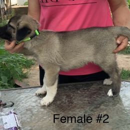 Girl 2 - Fawn female Anatolian Shepherd Dog puppy in Daggett, Michigan from T&S Anatolians