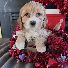 Rhett - Red and white male Cockapoo puppy in Connersville, Indiana from MoonShine Babies