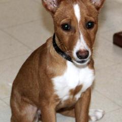 Portuguese Podengo Pequenos from Houla's Podengos