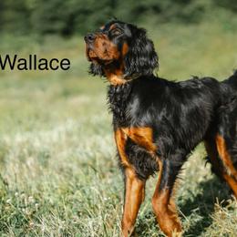 Wally - Gordon Setter