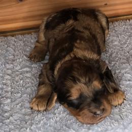 Tigress - Merle female Irish Doodle puppy in Bonifay, Florida from Heavenly Poodles