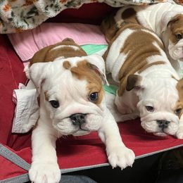 Bulldog puppies from Peggy Gieselman