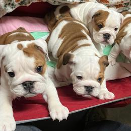 Bulldog puppies from Peggy Gieselman