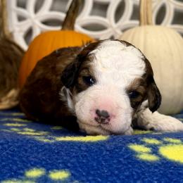 Boy 1 - Tri-color male Bernedoodle puppy in Russiaville, Indiana from Pleasant Creek Minibernedoodles