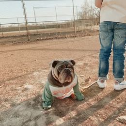 Bulldog Puppies from Triple Crown English Bulldogs