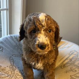 Pine - Apricot male Goldendoodle puppy in Clarksville, Tennessee from Golden Pine Designer Doodles