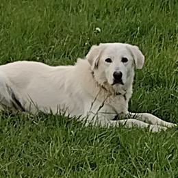 Maremma Sheepdog All Grown Up from The Ewe Crew Homestead