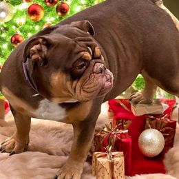Pudding - Bulldog