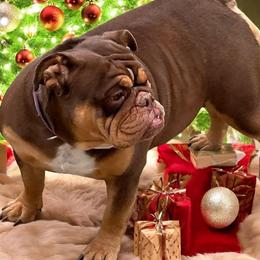 Pudding - Bulldog