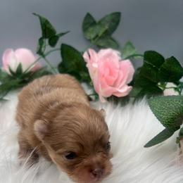 Pee wee - Chocolate merle male Pomeranian puppy in Brentwood, California from Royalpawpoms
