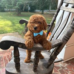Andy - Red  male Goldendoodle puppy in Mint Hill, North Carolina from DoodleForever