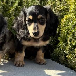 Black an cream male - Black and cream male Dachshund puppy in San Diego, California from San Diego Dachshunds