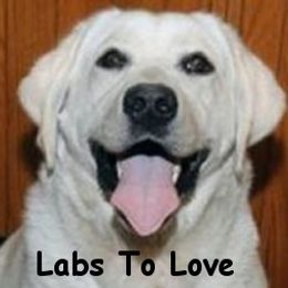 Labrador Retriever puppies from LabsToLove Labrador Retriever Pups Puppies