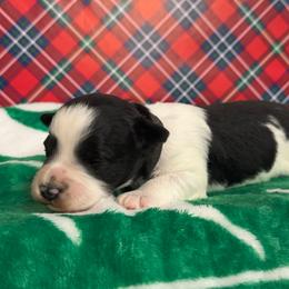 Black collar girl - Parti female Miniature Schnauzer puppy in Oneonta, Alabama from Murphree Valley Kennels