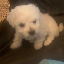 Blue Collar Male - White male Bichon Frise puppy in Brainerd, Minnesota from ACC Ranch