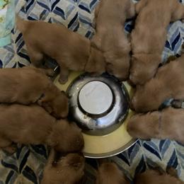 Girl 6 - Dark golden female Golden Retriever puppy in Sacramento Area, California from Gold Country Golden Retrievers