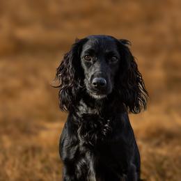Raven - English Cocker Spaniel