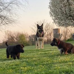 German Shepherds from Shana's Shepherds
