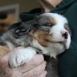 Boy 3 - Blue merle male Miniature Australian Shepherd puppy in Elgin, Oregon from LongMile Aussies