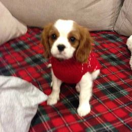 Cavalier King Charles Spaniel Puppies from Sophia's Hearth Cavaliers