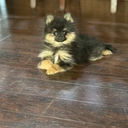 Roscoe - Black and tan male Pomeranian puppy in California from Savvypomeranians