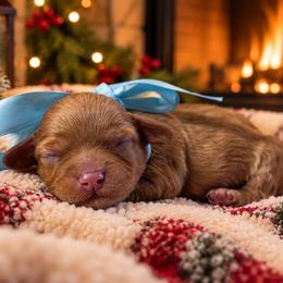 Buddy - Apricot male Cavapoo puppy in Ville Platte, Louisiana from The Barkery