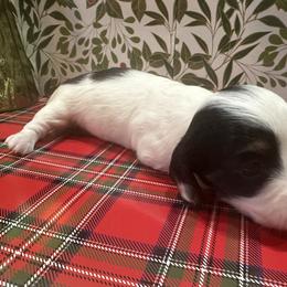 Mistletoe - Piebald female Dachshund puppy in Saint Peter, Illinois from Ashton’s Doxies of Southern IL