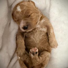 Juliet - Red  female Goldendoodle puppy in Bradenton, Florida from Christianna’s Mini Goldendoodles