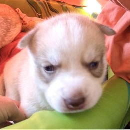 Siberian Husky Puppies from Mahavidya Siberians