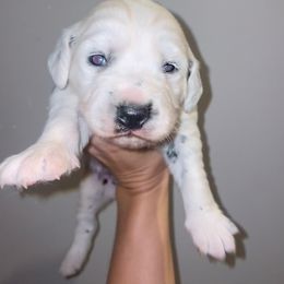 Dalmatian Puppies from Clarks 101 Dalmatians