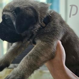 Dino - Fawn male Mastiff puppy in Linton, Indiana from Riggins Mastiffs and Danes