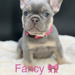 Fancy - Blue female French Bulldog puppy in Colorado Springs, Colorado from Heaven Lee French Bulldogs