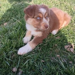 1 - Red tri-color female Australian Shepherd puppy in Ontario, Oregon from Eagle Valley Australian Shepherds