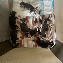 Chihuahua Puppies from Chihuahua Mama