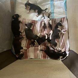 Chihuahua Puppies from Chihuahua Mama