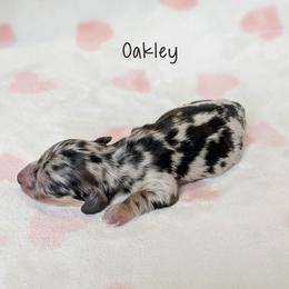 Oakley - Dapple male Dachshund puppy in Danbury, New Hampshire from Maplewood Mountain Farm