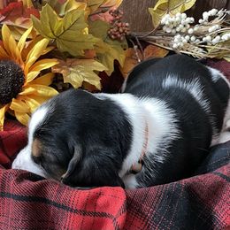 Basset Hound Puppies from Rain and Snow Bassets